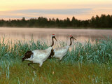 Japanese / Red-Crowned Crane Pair, Khingansky Zapovednik, Russia Photographic Print by Igor Shpilenok