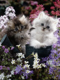 7-Weeks, Gold-Shaded and Silver-Shaded Persian Kittens in Watering Can Surrounded by Flowers Photographic Print by Jane Burton