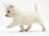 West Highland Terrier Puppy (Canis Familiaris) Walking Photographic Print by Jane Burton
