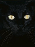 Black Domestic Cat, Eyes with Pupils Closed in Bright Light Photographic Print by Jane Burton