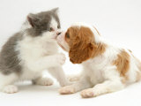 Blenheim Cavalier King Charles Spaniel Puppy Meets Blue Bicolour Kitten Photographic Print by Jane Burton