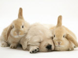 Golden Retriever Puppy Sleeping Between Two Young Sandy Lop Rabbits Photographic Print by Jane Burton