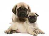 Fawn Pug Puppy with Fawn English Mastiff Puppy Fotografie-Druck von Jane Burton