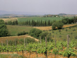 Vines and Vineyards on Rolling Countryside in the Heart of the Chianti District North of Siena Photographic Print by Pearl Bucknall