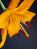 Close-Up of Orange Lilium Brunello Flower, Against a Blue Background Photographic Print by Pearl Bucknall