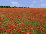Field of Wild Poppies, Wiltshire, England, United Kingdom Photographic Print by Jeremy Bright