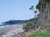 Forest on Coast, Bruce Bay, Westland, South Island, New Zealand Photographic Print by Jeremy Bright