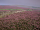 Moors Near Grinton, Yorkshire, England, United Kingdom Photographic Print by Michael Busselle