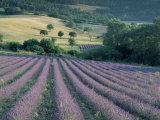 Lavender Field Near Ferrassieres, Drome, Rhone Alpes, France Photographic Print by Michael Busselle