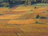 Beaujolais Vineyards Near Beuajeu, Rhone Alpes, France Photographic Print by Michael Busselle