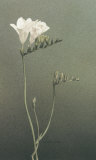 Freesia I Affiches par Kory Fluckiger