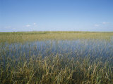 The Everglades, Everglades National Park, Florida, United States of America (Usa), North America Photographic Print by Philip Craven