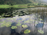 Lily Pads, Watendlath Tarn, Lake District National Park, Cumbria, England, United Kingdom Photographic Print by Neale Clarke