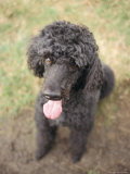 Standard Poodle Photographic Print by Mark Chivers
