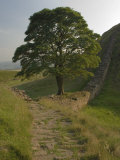 Sycamore Gap, Hadrian's Wall, Nothumberland Photographic Print by James Emmerson