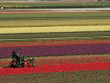 Working in the Tulip Rows in the Bulb Fields, Near Lisse, Holland (The Netherlands) Photographic Print by Gary Cook