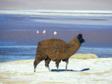 Alpaca, Lago Colorada, Uyuni, Bolivia, South America Fotografie-Druck von Mark Chivers