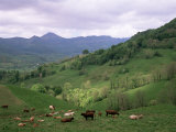 Salers Cows in Pastures, Cantal Mountains, Auvergne, France Photographic Print by Peter Higgins
