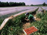 Strawberry Picking, England, UK Photographic Print by Peter Higgins