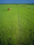 Rice Paddy Fields, Lang Co, Vietnam Photographic Print by Tim Hall