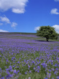 Bluebells, Dartmoor, Devon, England, United Kingdom Photographic Print by David Lomax