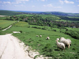 Sheep on the South Downs Near Lewes, East Sussex, England, United Kingdom Photographic Print by Jenny Pate