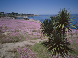 The Magic Carpet of Mesembryanthemum Flowers, Pacific Grove, Monterey, USA Photographic Print by Geoff Renner