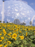 Sunflowers in Front of Biome, Eden Project, St. Austell, Cornwall, England, United Kingdom Photographic Print by Jenny Pate