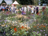 Hampton Court Palace Flower Show 2002, Hampton Court, England, United Kingdom Photographic Print by Jenny Pate