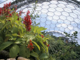 Inside the Humid Tropics Biome, the Eden Project, Cornwall, England, United Kingdom Photographic Print by Jenny Pate