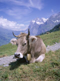 Cow at Alpiglen, Grindelwald, Bernese Oberland, Swiss Alps, Switzerland Photographic Print by Hans Peter Merten
