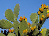 Prickly Pear Cactus, Lower Slopes, Mount Etna, Sicily, Italy Photographic Print by Duncan Maxwell