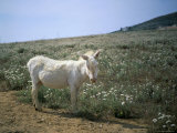 Donkey, Asinara, Sardinia, Italy Photographic Print by Oliviero Olivieri