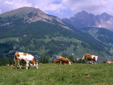 Cows Grazing at Monte Pana and Leodle Geisler Odles Range in Background, Dolomites, Italy Photographic Print by Richard Nebesky
