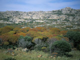 Asinara, Sardinia, Italy Photographic Print by Oliviero Olivieri