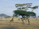 Giraffe, Serengeti National Park, Tanzania, East Africa, Africa Photographic Print by Robert Francis