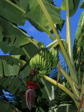 Bananas on Banana Plant, Barreirinhas, Lencois Maranhenses, Brazil, South America Photographic Print by Marco Simoni