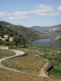 Vineyards of Quinta Do Mourao, Near Regua, Portugal Photographic Print by Sheila Terry