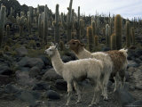 Llamas and Cacti, Inkahuasa Island, Salar De Uyuni, Bolivia, South America Fotografie-Druck von Jane Sweeney