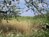 Typical Dutch Landscape, Gelderland, Holland Photographic Print by I Vanderharst