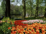 Tulips, Keukenhof Gardens, Lisse, Holland Photographic Print by I Vanderharst