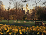 Daffodils in St. James's Park, with Big Ben Behind, London, England, United Kingdom Photographic Print by I Vanderharst