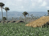 Field of Tobacco, Santiago, Dominican Republic, West Indies, Caribbean, Central America Photographic Print by Adam Woolfitt