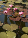 Water Lilies, Goa, India Photographic Print by R H Productions 