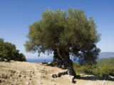Very Old Olive Tree, Kefalonia (Cephalonia), Ionian Islands, Greece Photographic Print by R H Productions 