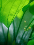 Detail of Tropical Foliage, Thailand Photographic Print by Philip & Karen Smith