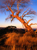 Sunset on Southerm Summit of Nobs, Alpine National Park, Victoria, Australia Photographic Print by Glenn Van Der Knijff