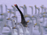 Black Swan Among White Swans, Hokkaido, Japan Photographic Print by Keren Su