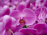 Orchid at Flower Market, Kowloon, Hong Kong, China Photographic Print by Holger Leue