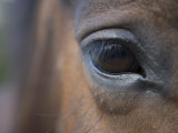 Detail of Horses Face near Lough Ennell, Ireland Photographic Print by Holger Leue
